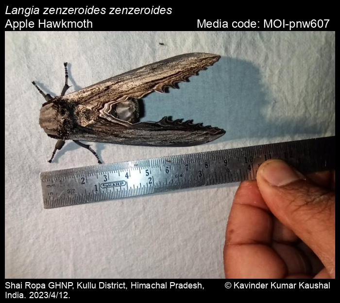 Langia zenzeroides Moore, 1872 - Apple Hawkmoth | Moths